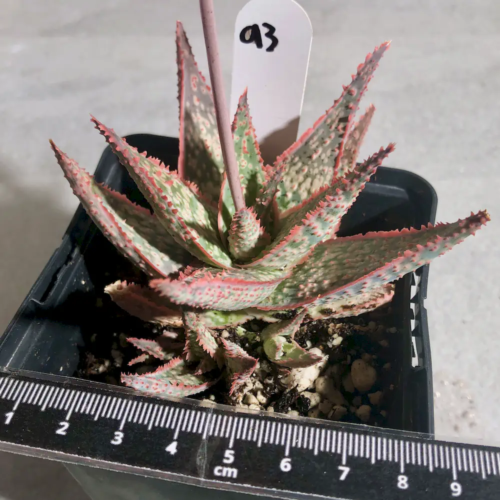 Aloe Bright Star