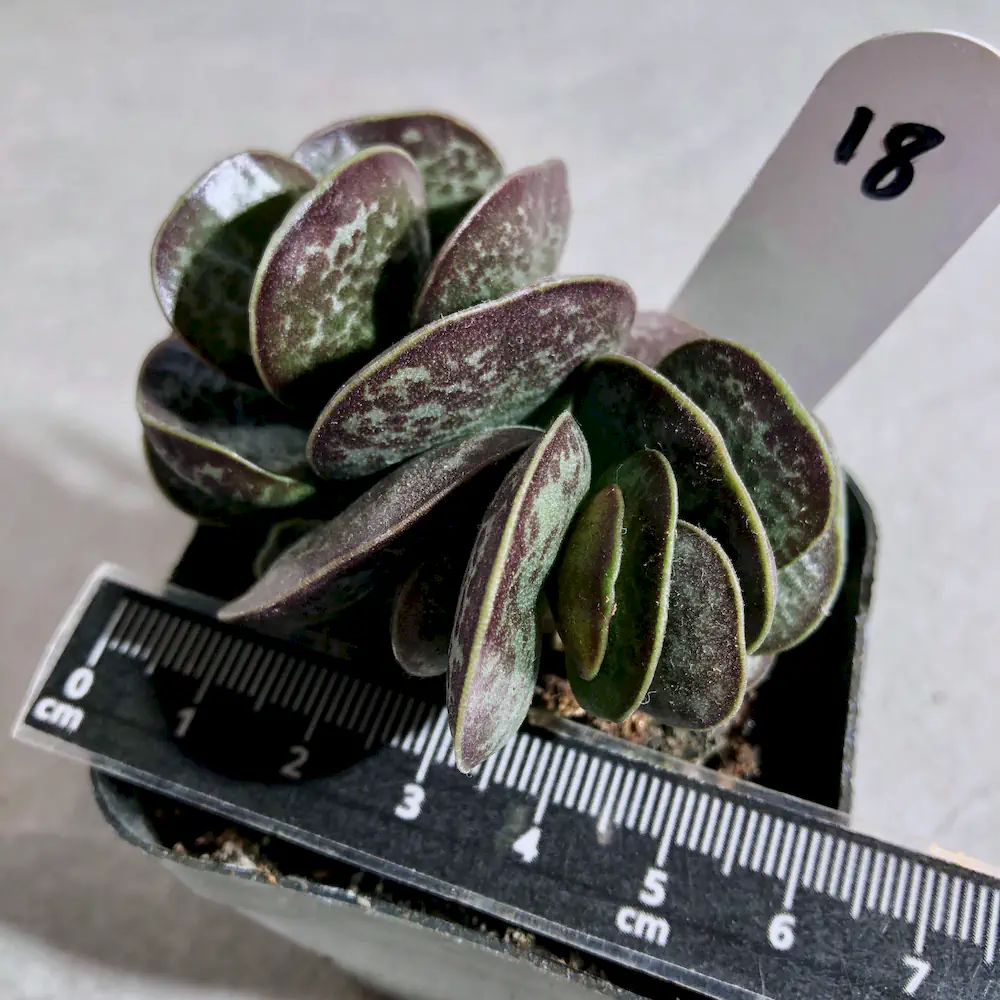 Adromischus Maculatus - Calico Hearts