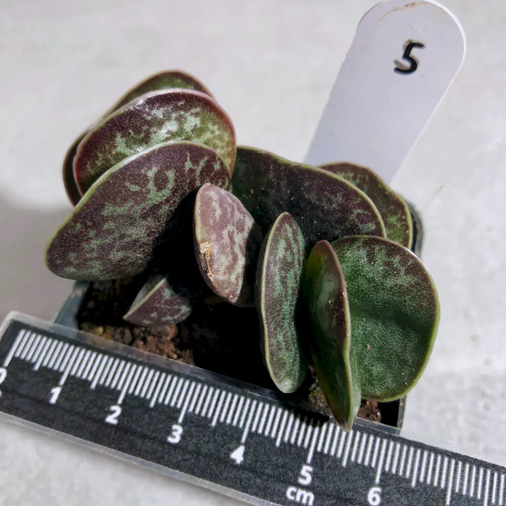 Adromischus Maculatus - Calico Hearts