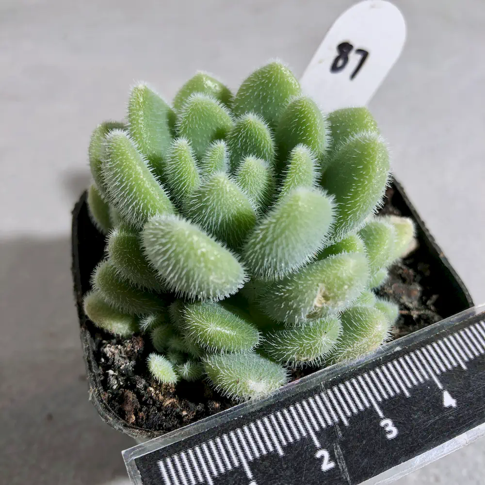 Sedum Mocinianum - Fuzzy Sedum