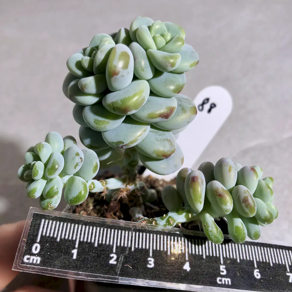 Sedum Clavatum
