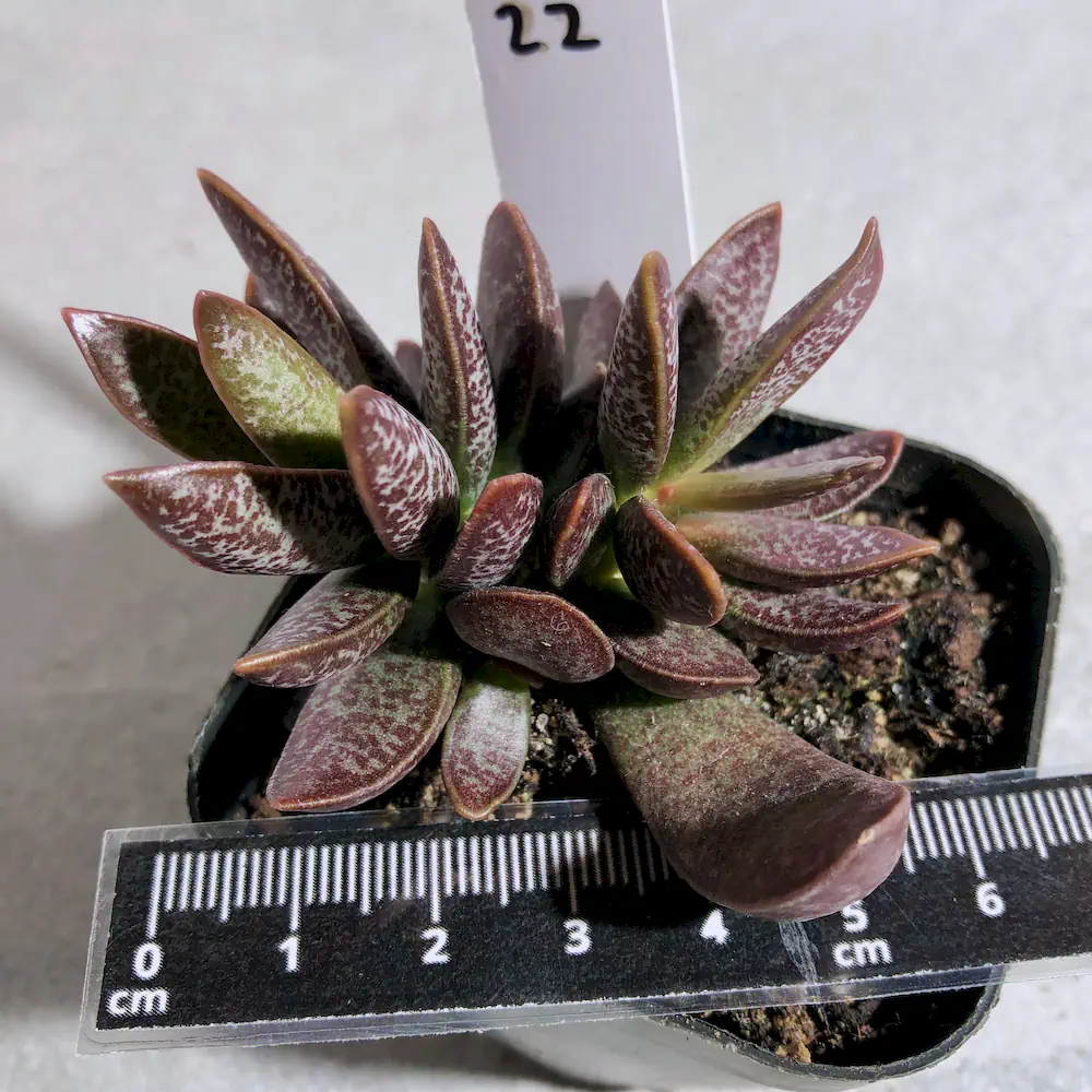 Adromischus Trigynus