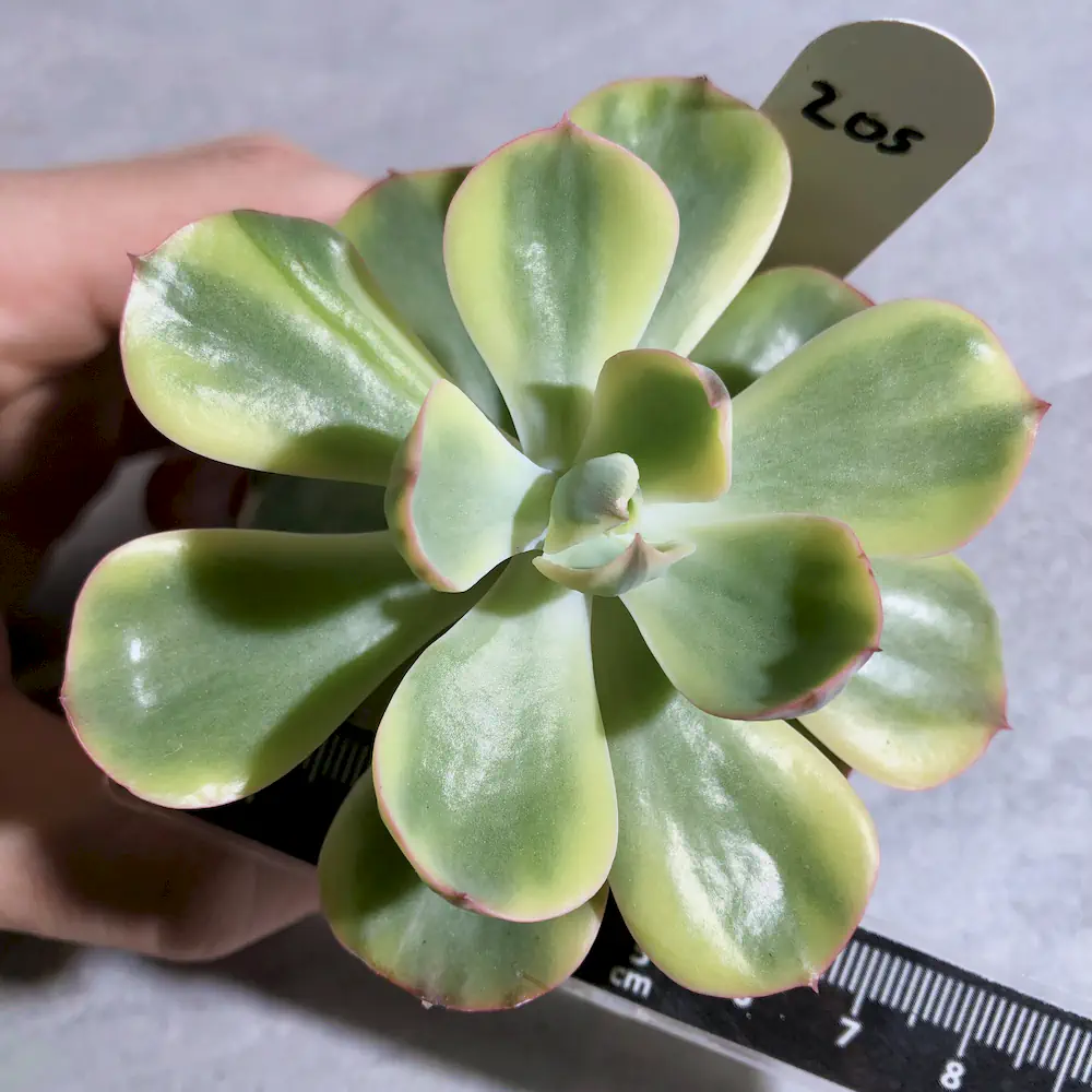 Echeveria Winter Sunset Variegated