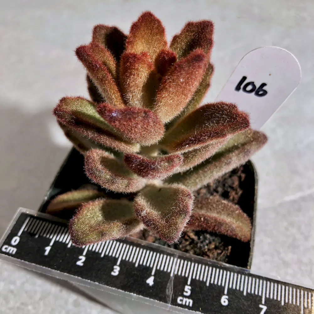 Kalanchoe Tomentosa 'Dorothy Brown'