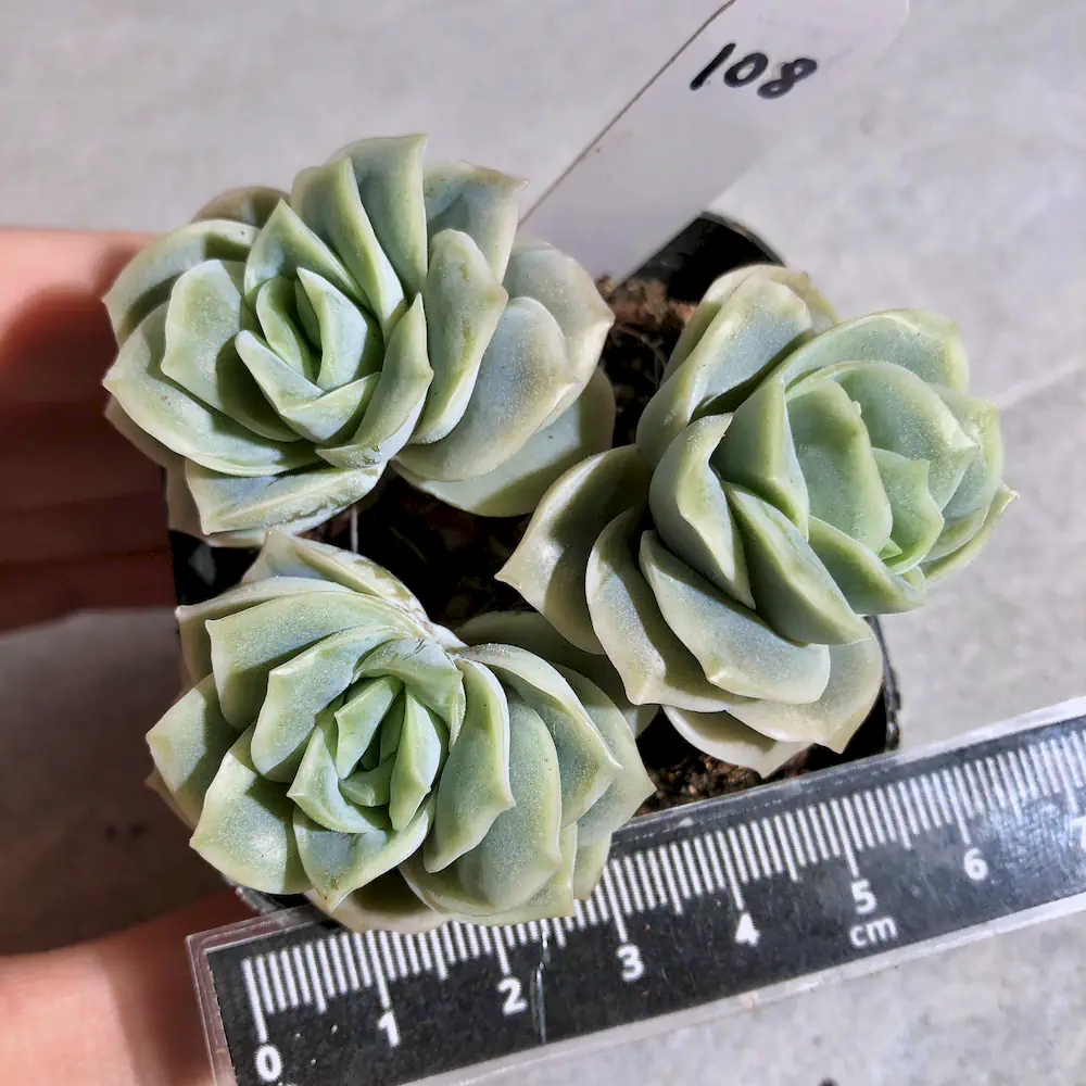 Graptoveria Lovely Rose