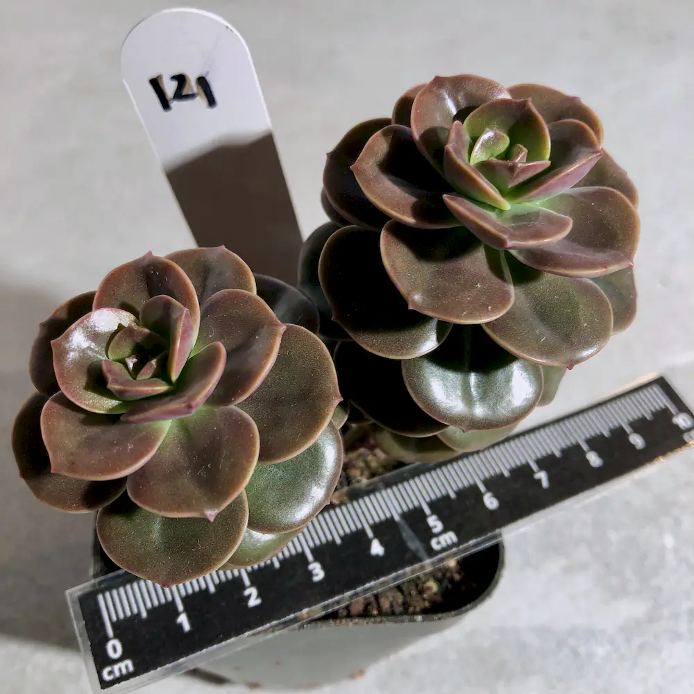Echeveria Melaco
