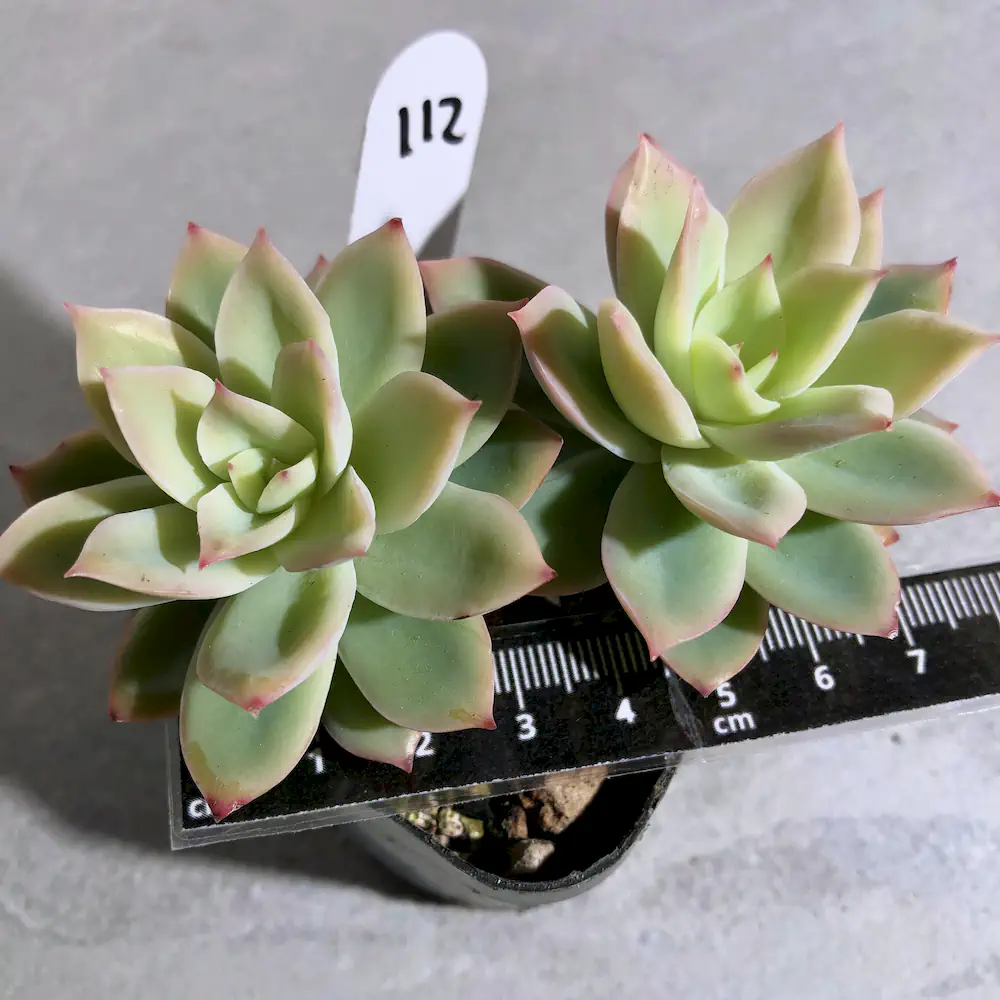 Echeveria Golden Glow