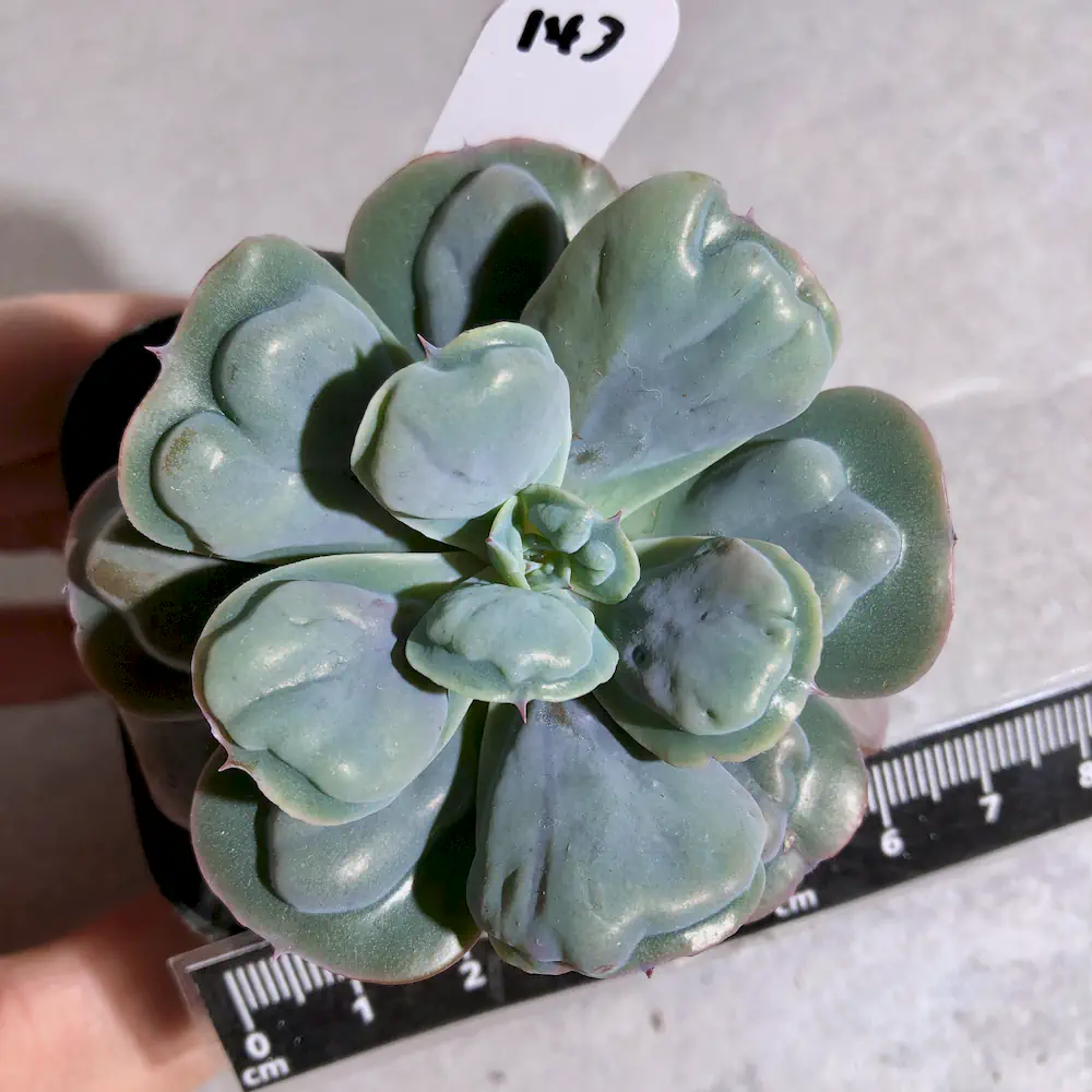 Echeveria Heart's Delight