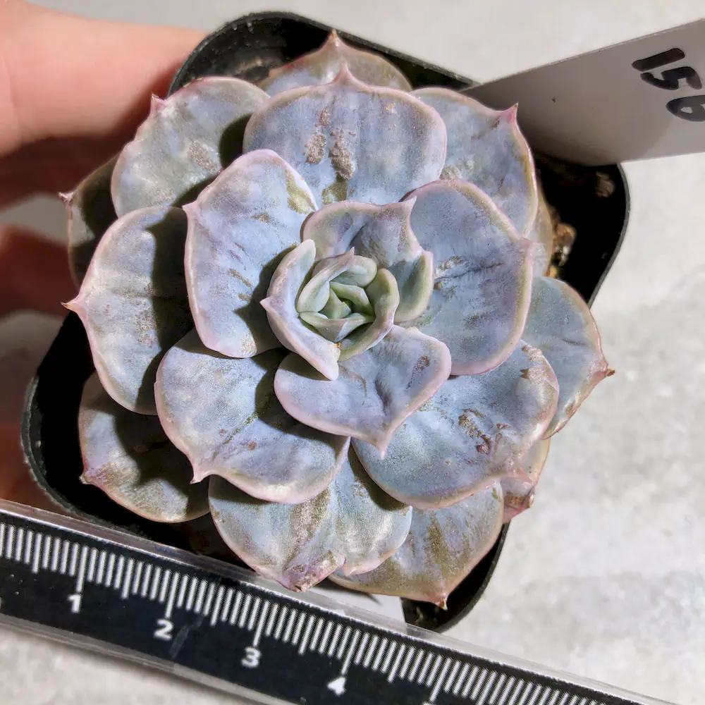Echeveria Lola "Petrified"