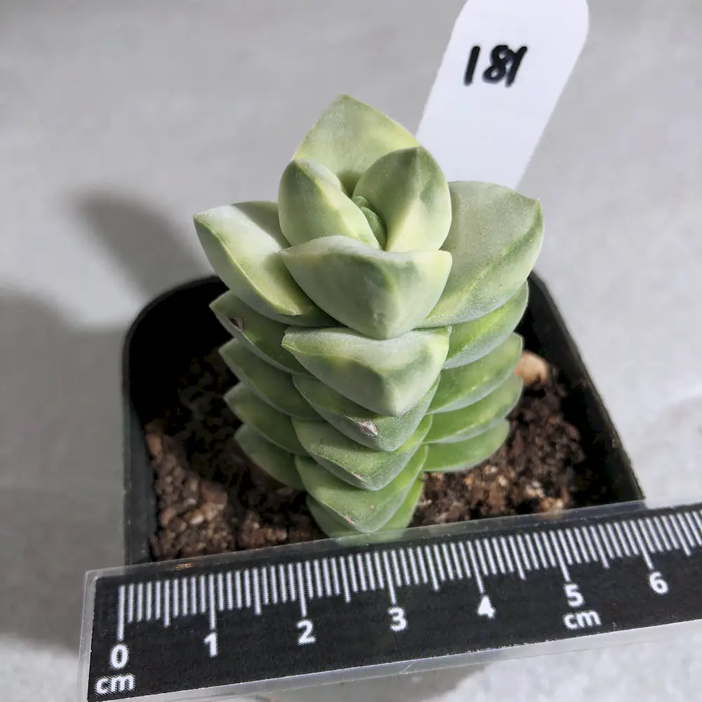 Crassula Moonglow Variegated