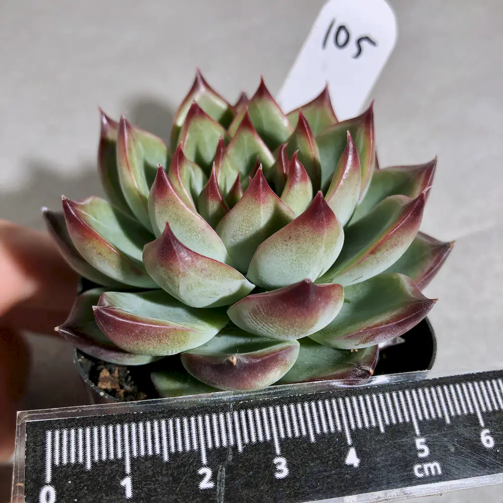 Echeveria Fire Pillar
