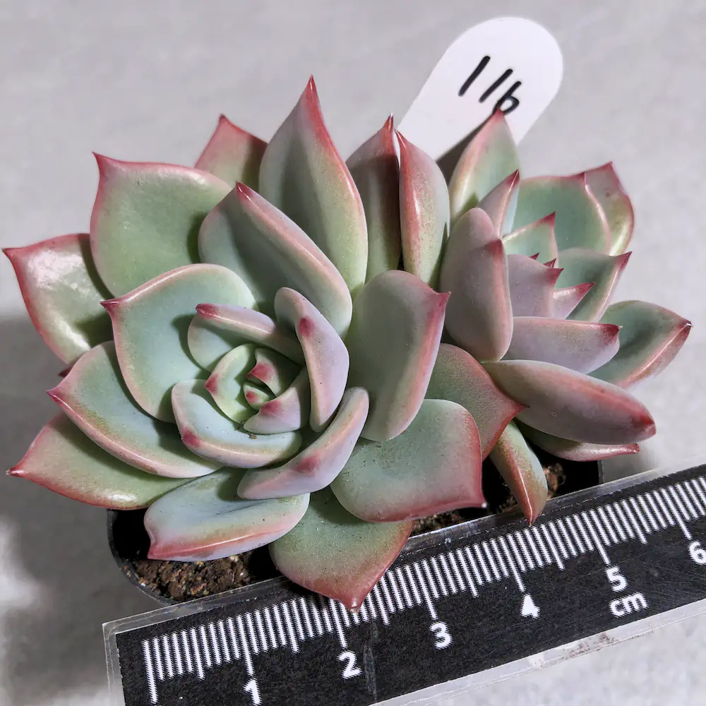Echeveria Rose Quartz Mint