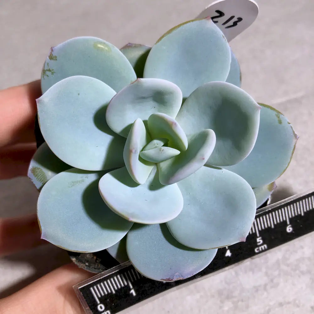 Echeveria Cream Tea