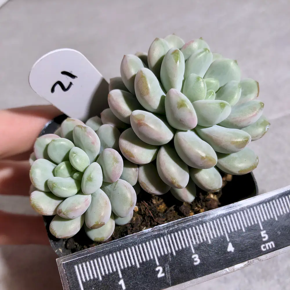Echeveria Little Red Egg