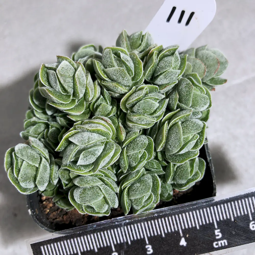 Crassula Pangolin