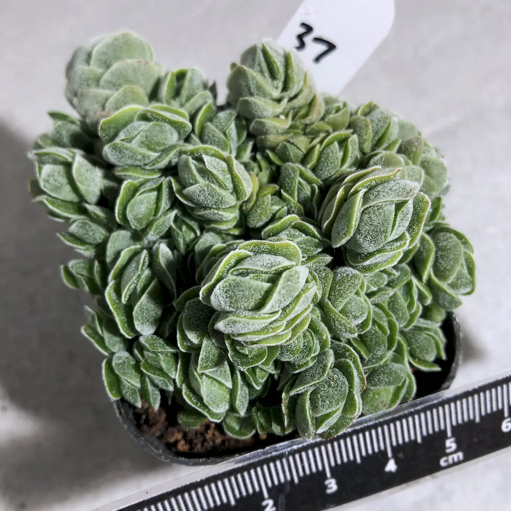 Crassula Pangolin