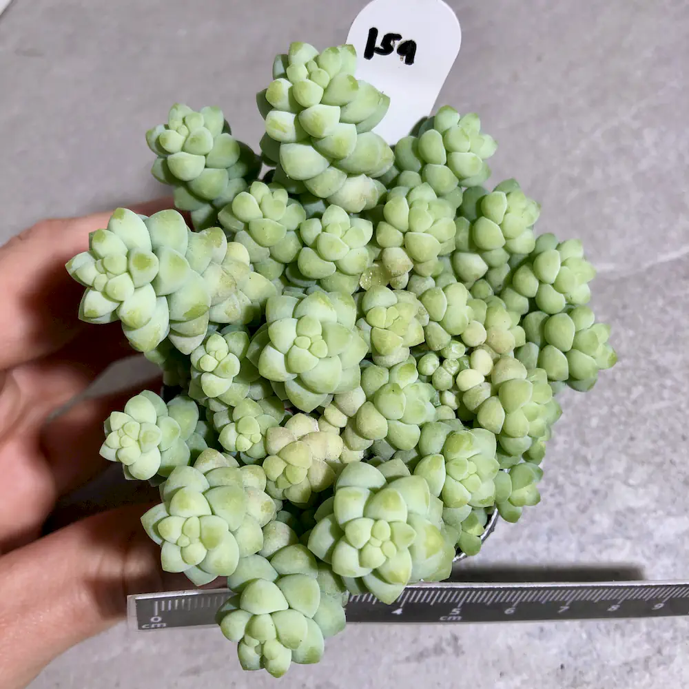 Sedum Burrito - Baby Donkey Tail