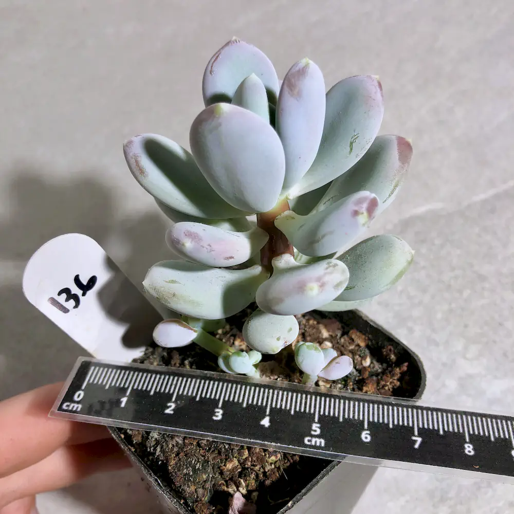 Pachyphytum Glutinicaule - Sticky Moonstones