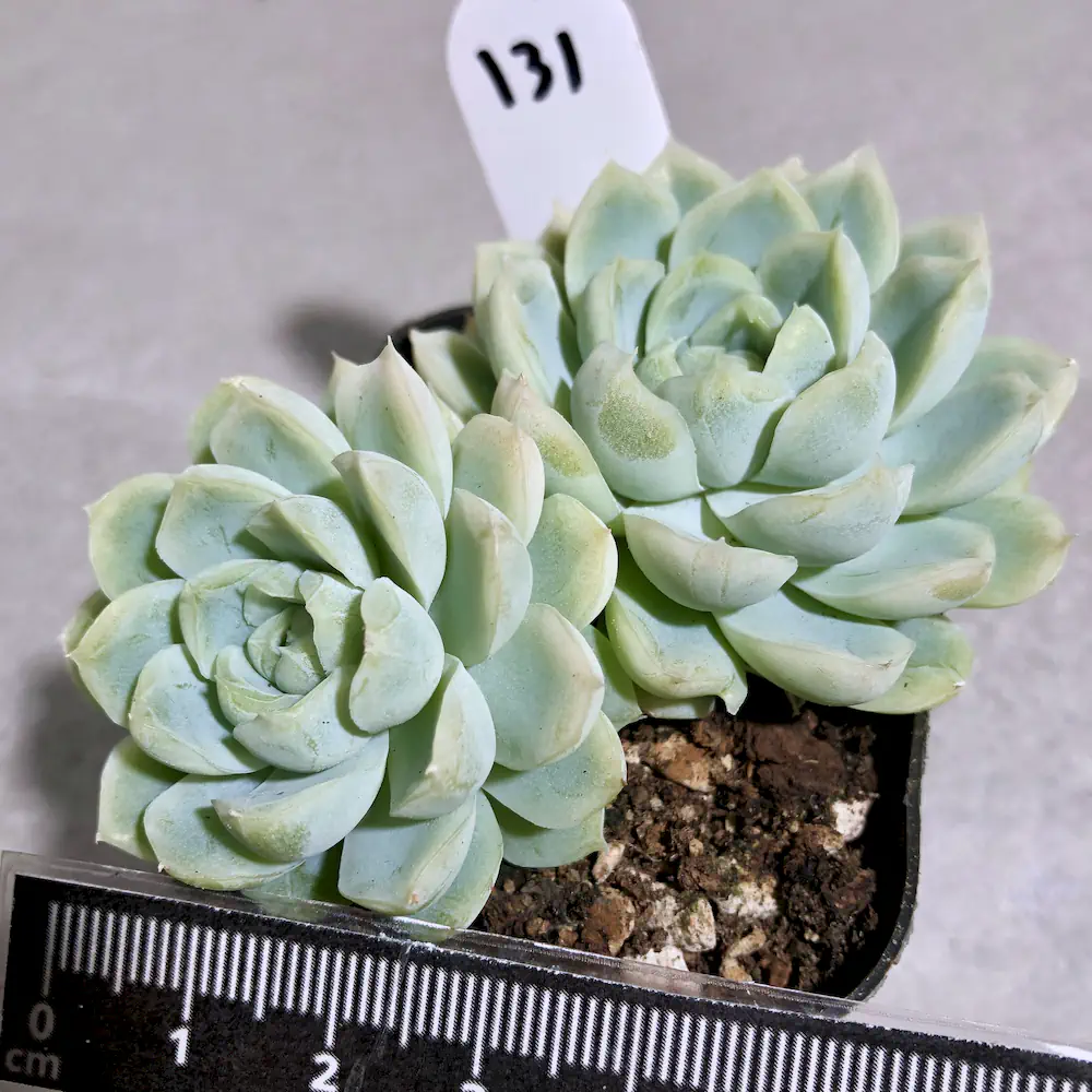 Echeveria Elegans 'Alba White'