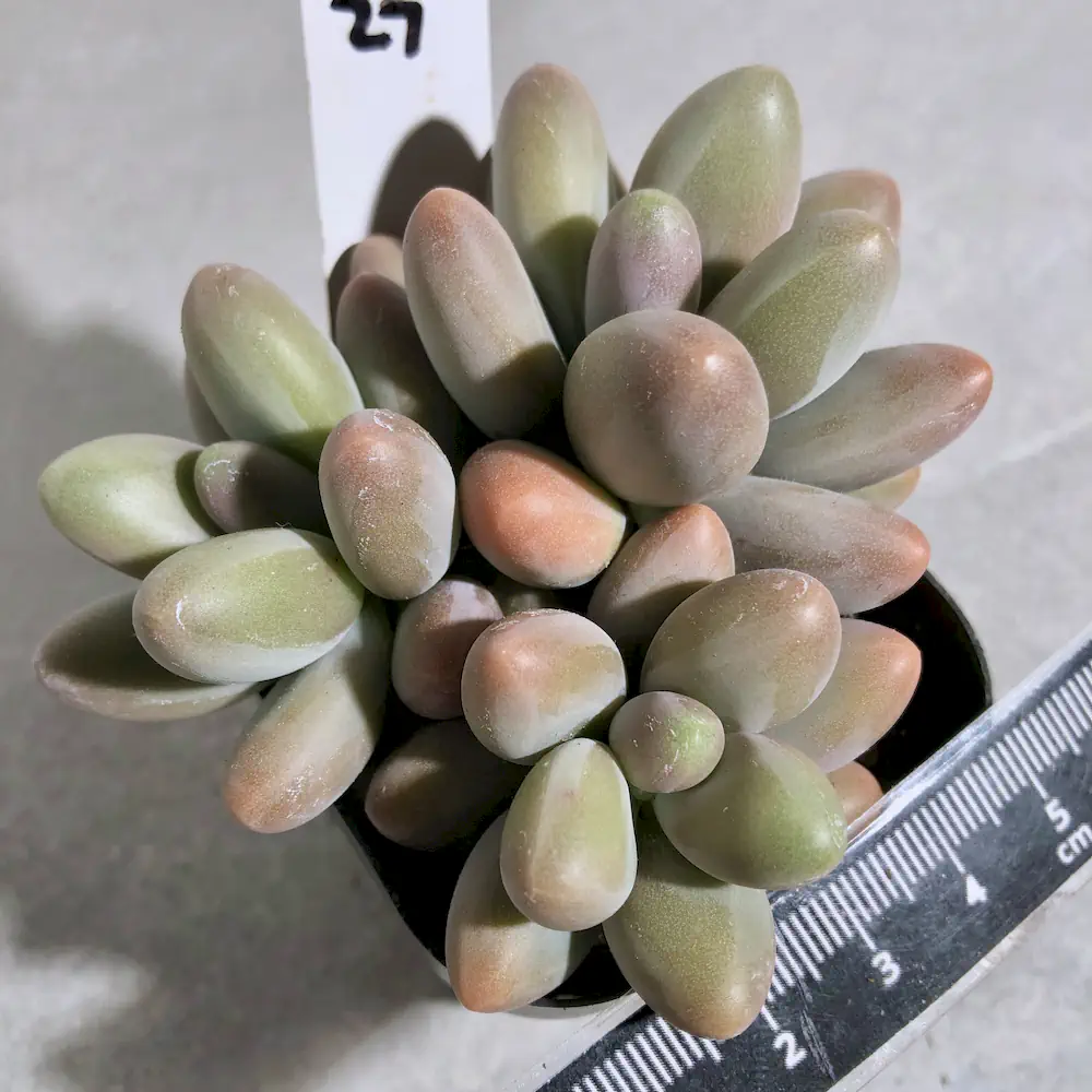 Pachyphytum Fittkaui