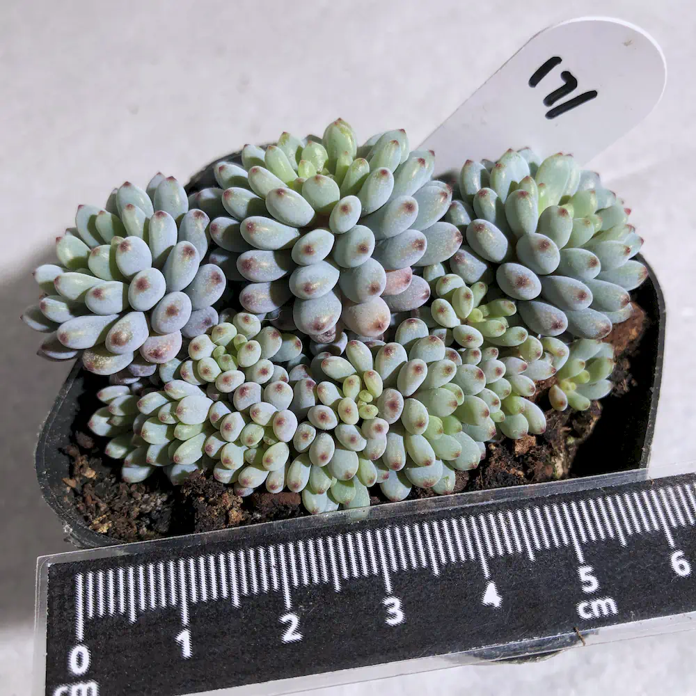 Graptopetalum Pachyphyllum - Bluebean