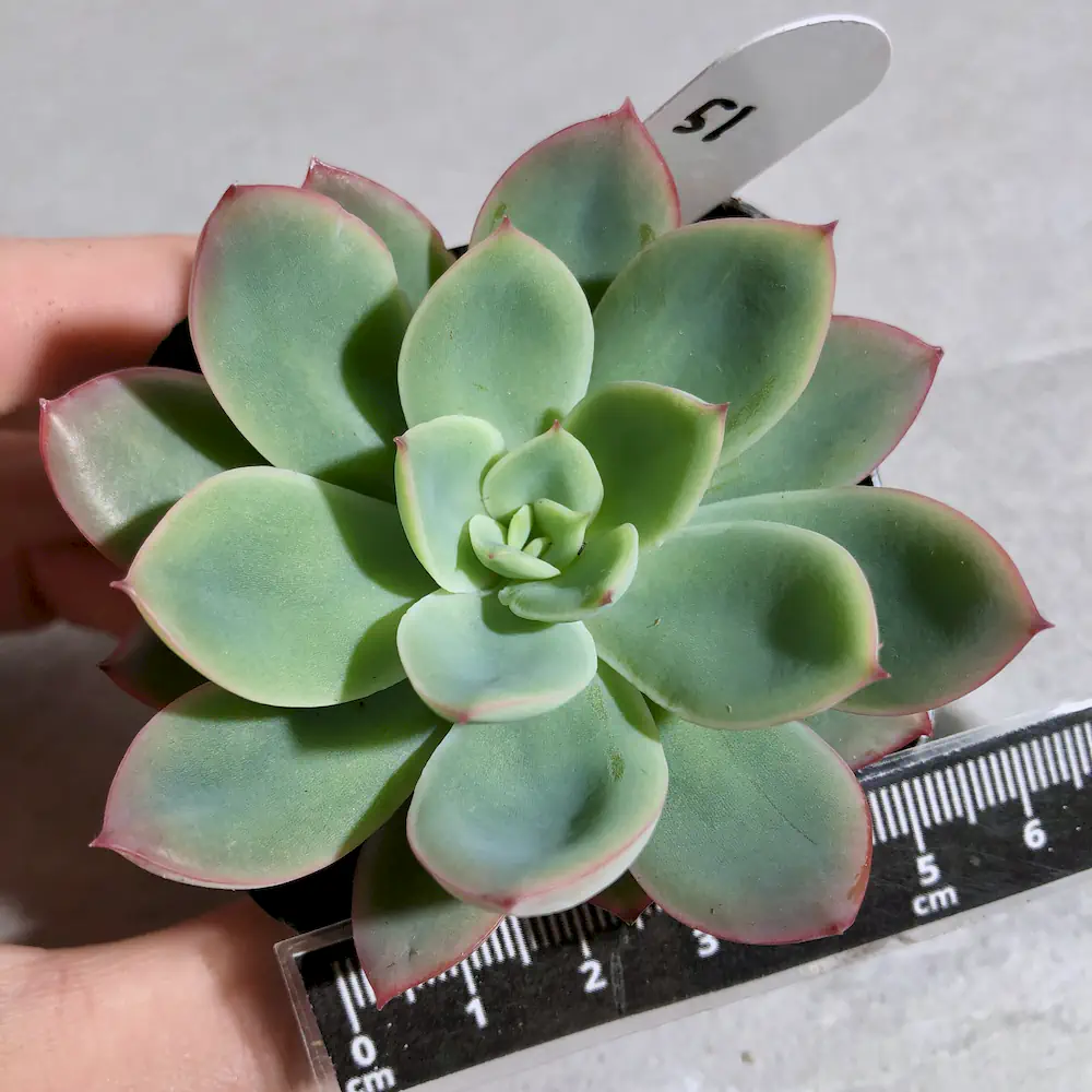 Echeveria Luella