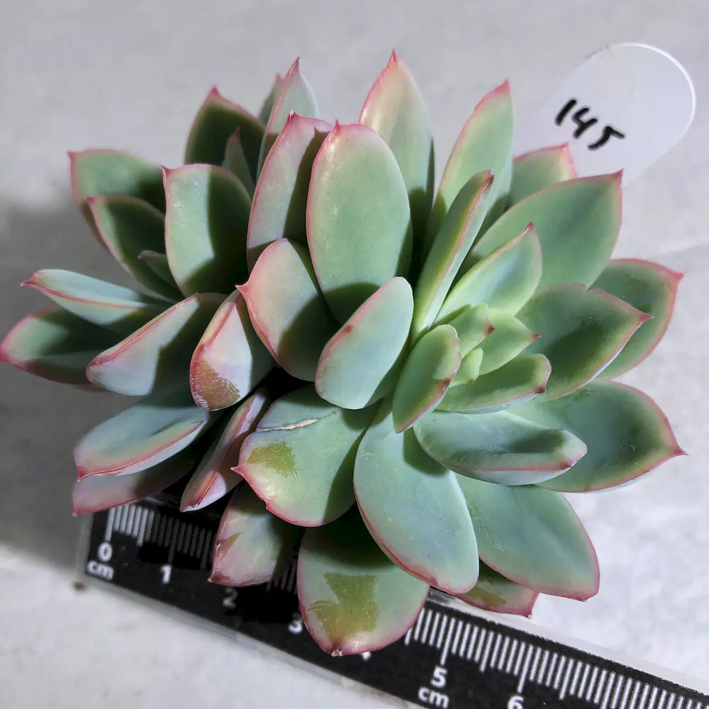 Echeveria Luella