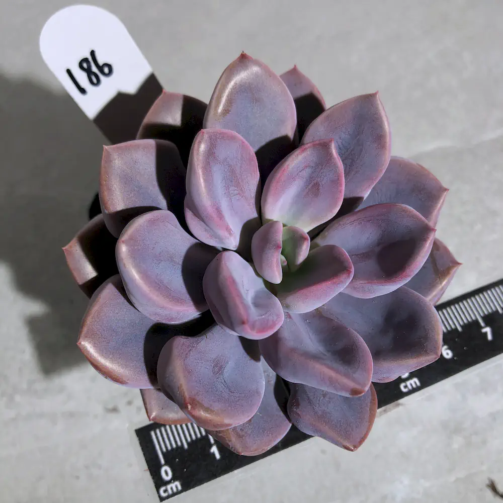 Graptoveria Topsy Debbi - Lilac Spoons