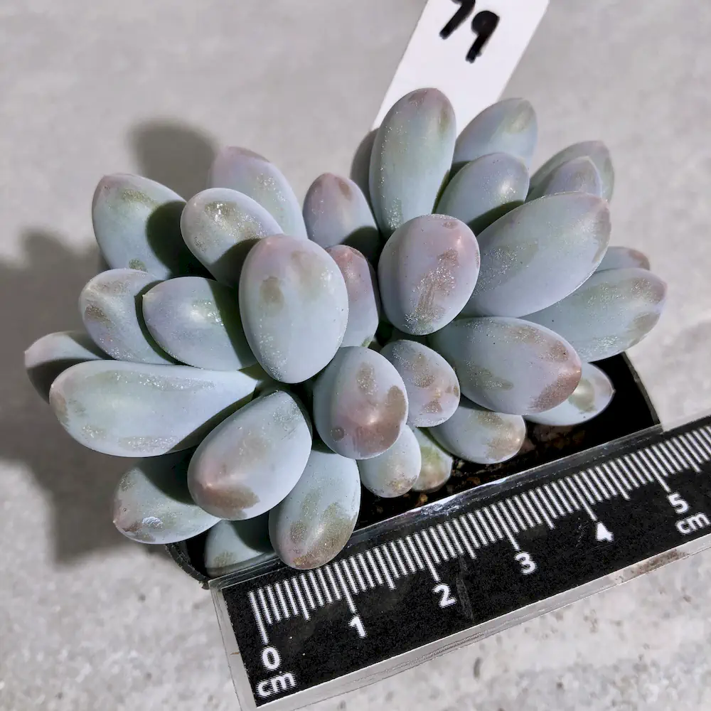 Pachyphytum Sweet Dumpling
