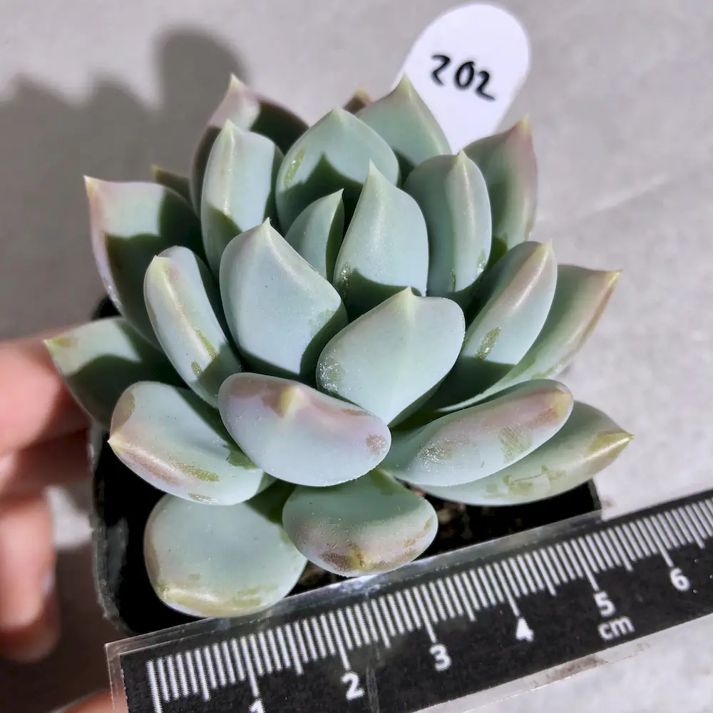 Echeveria Grosso