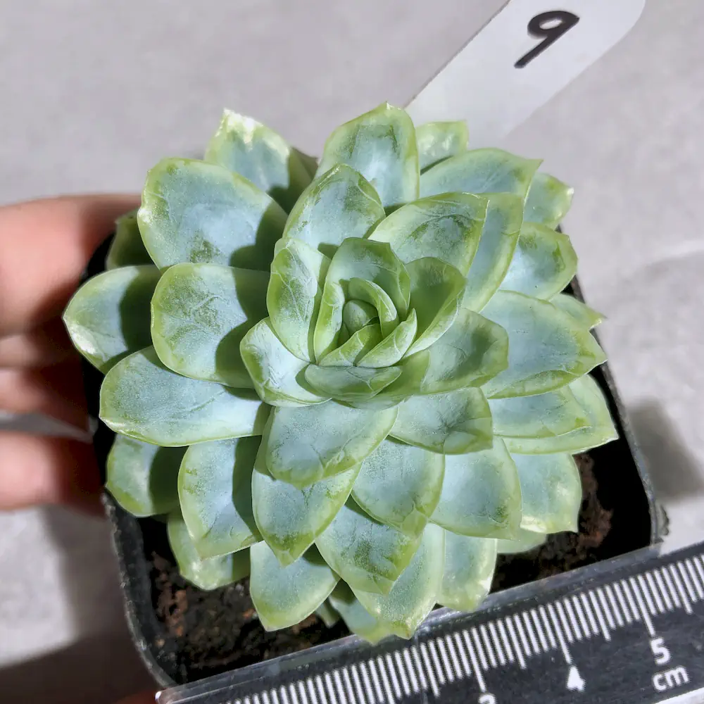 Echeveria Ice Chips