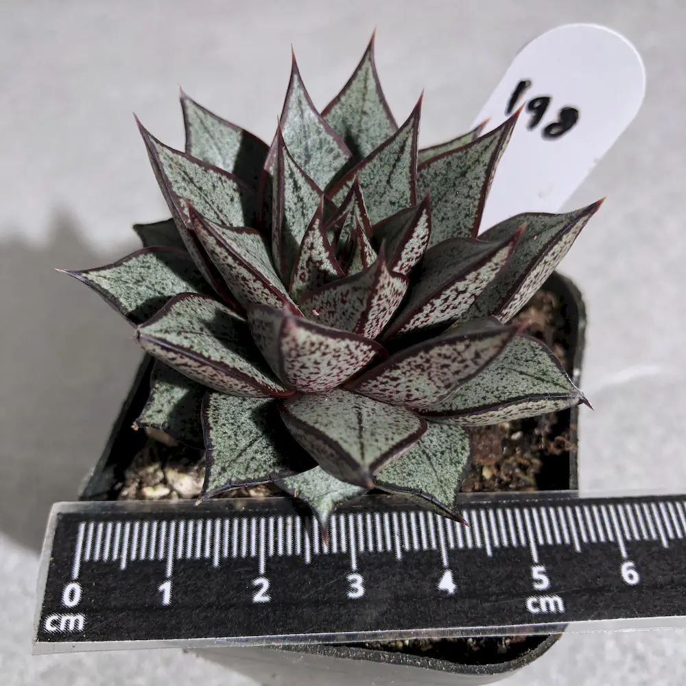 Echeveria Purpusorum White Form