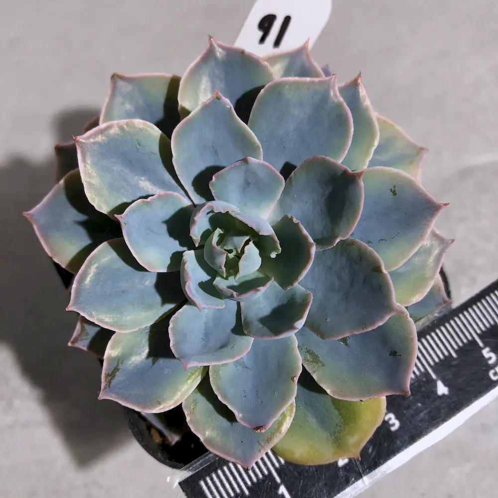 Echeveria Blue Heron Variegated