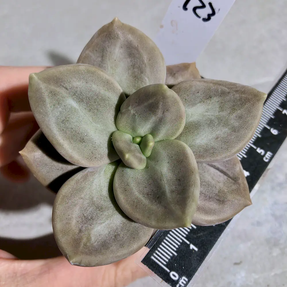 Echeveria Xichuensis