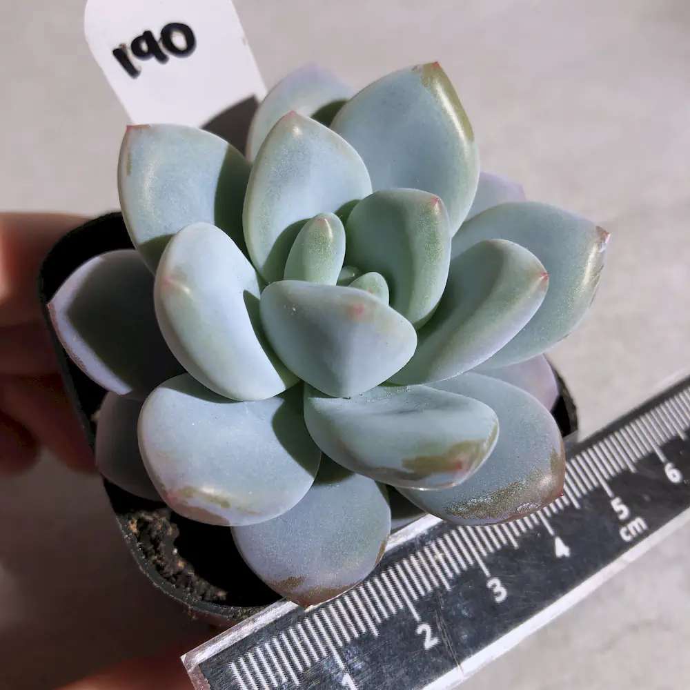 Echeveria Hybrid Laui x Pachyveria 'Elaine'