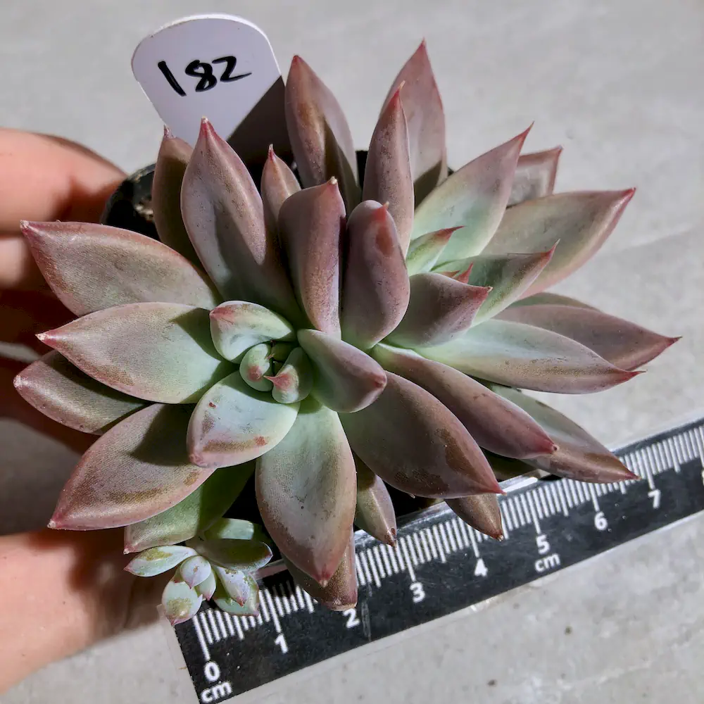 Echeveria Wedding Ring ('Mojie')