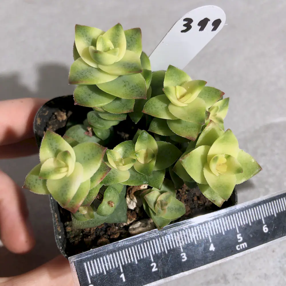Crassula Perforata Variegated - String of Buttons