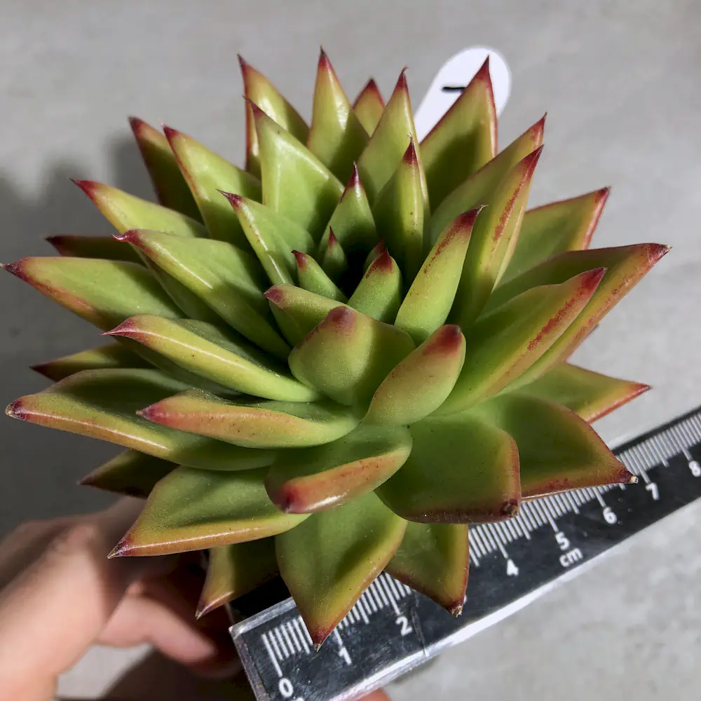 Echeveria Agavoides 'Lipstick'