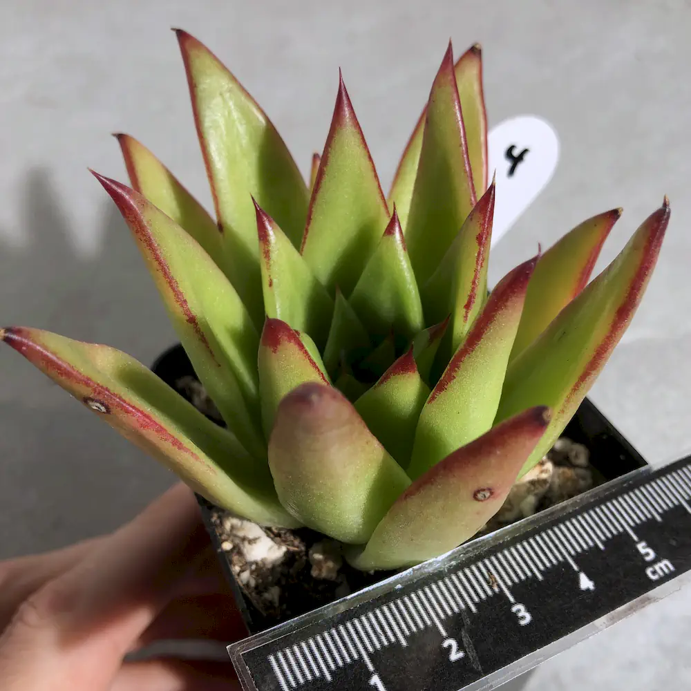 Echeveria Agavoides 'Lipstick'