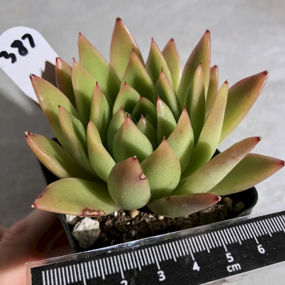 Echeveria Agavoides 'Miranda'