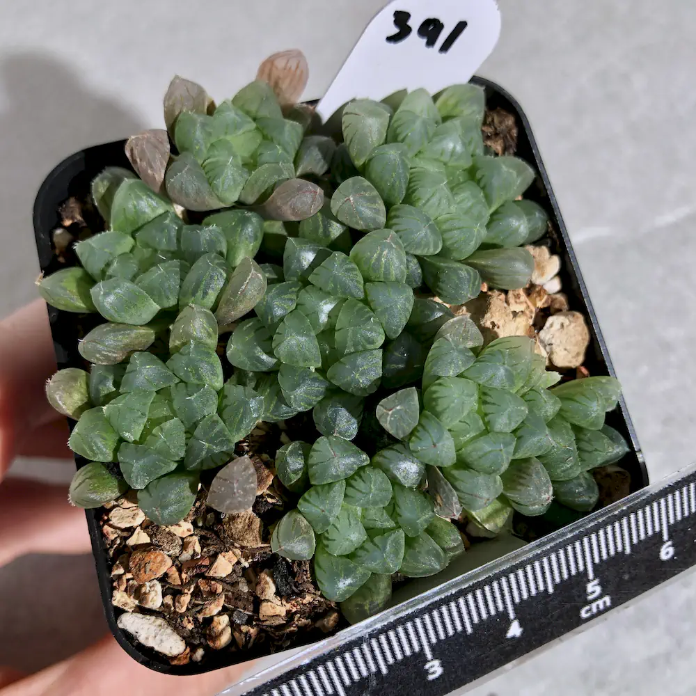 Haworthia Cooperi Var Truncata (Mini Form - CLEARANCE)