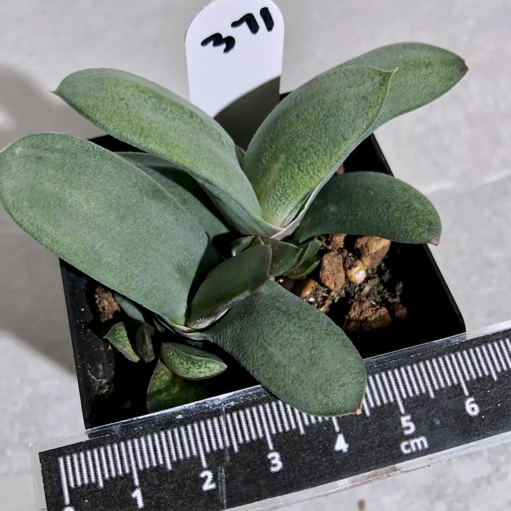 Gasteria Glomerata