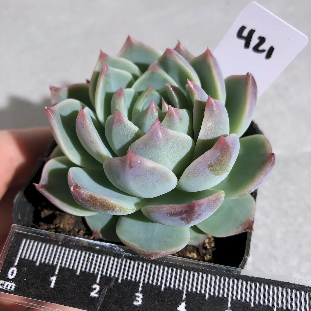 Echeveria Seed-Grown Hybrids - Assorted