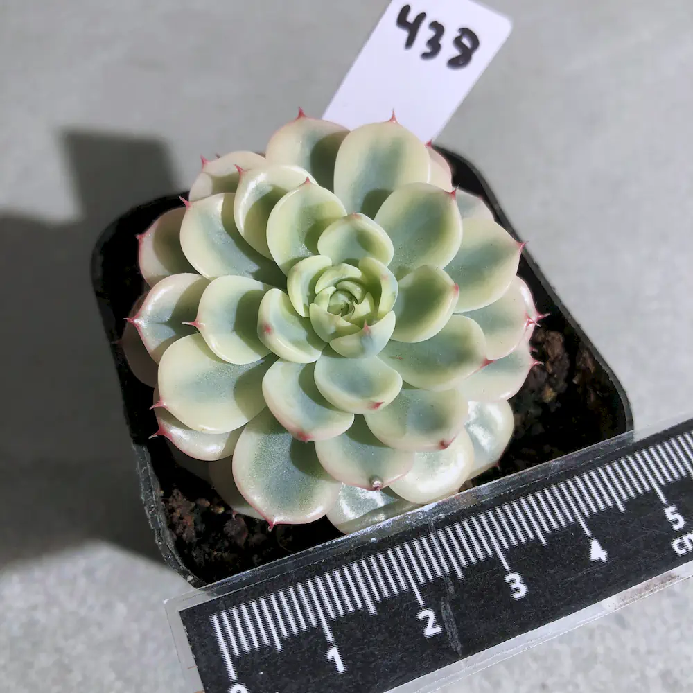 Echeveria Minima Variegated