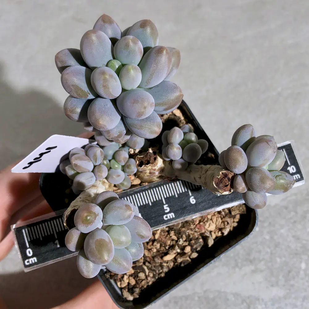 Pachyphytum Pink Lover