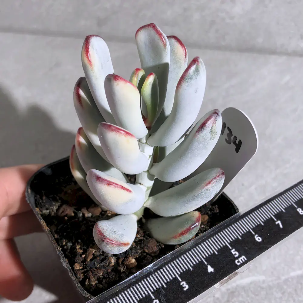 Cotyledon Orbiculata Long Leaf Variegated