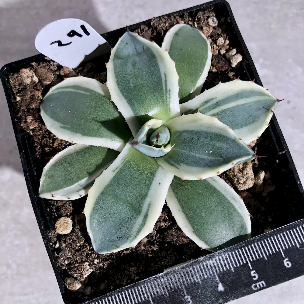 Agave Cream Spike