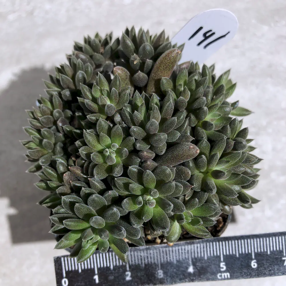 Sinocrassula Yunnanensis - Chinese Jade