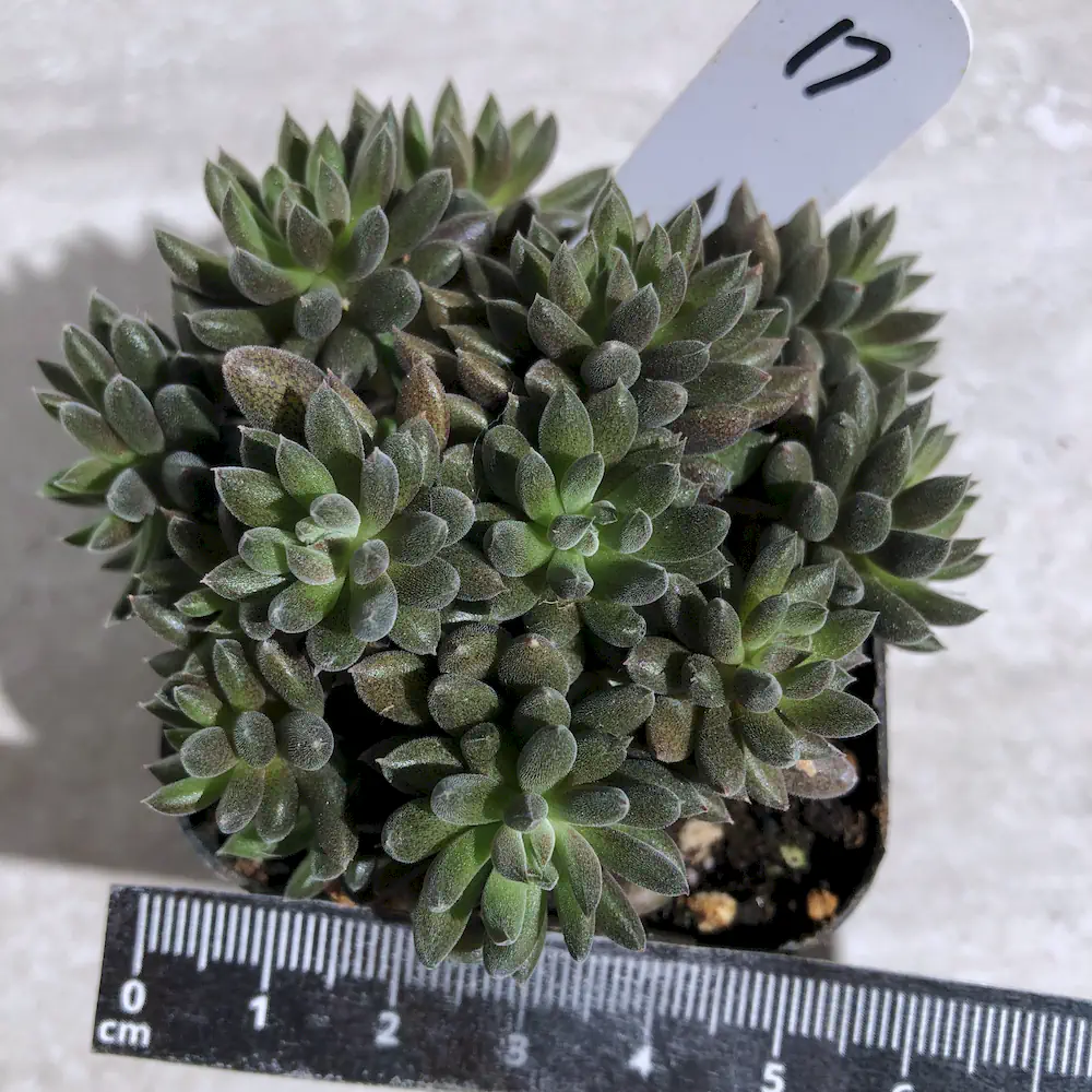 Sinocrassula Yunnanensis - Chinese Jade