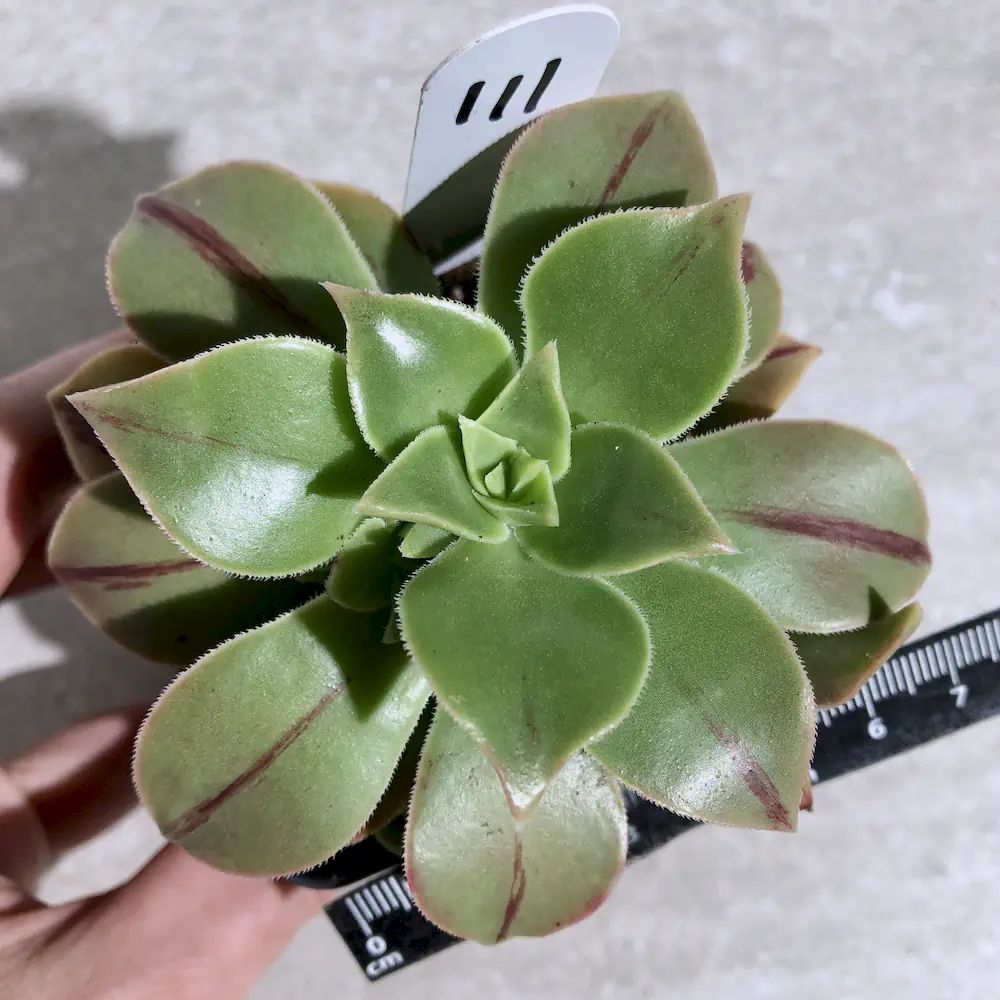 Aeonium Leucoblepharum 'Red Stripe'